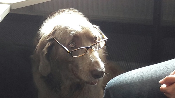 Bürohund BEYE Ingenieurbüro GmbH