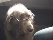 Bürohund BEYE Ingenieurbüro GmbH